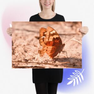 Butterfly Beauty Photo paper poster